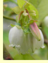 Голубика (V.Uliginosum L) Голубика (V.Uliginosum L)